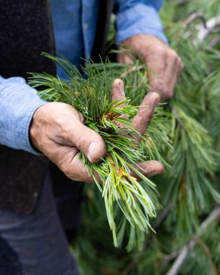 有機純淨｜內在平靜